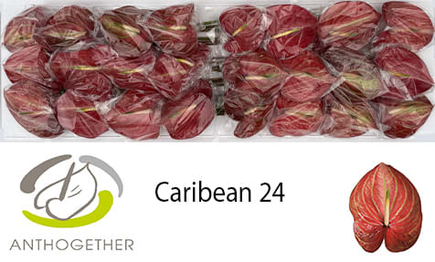 Срезанные цветы оптом Anthurium caribean от 24шт. из Голландии с доставкой по России