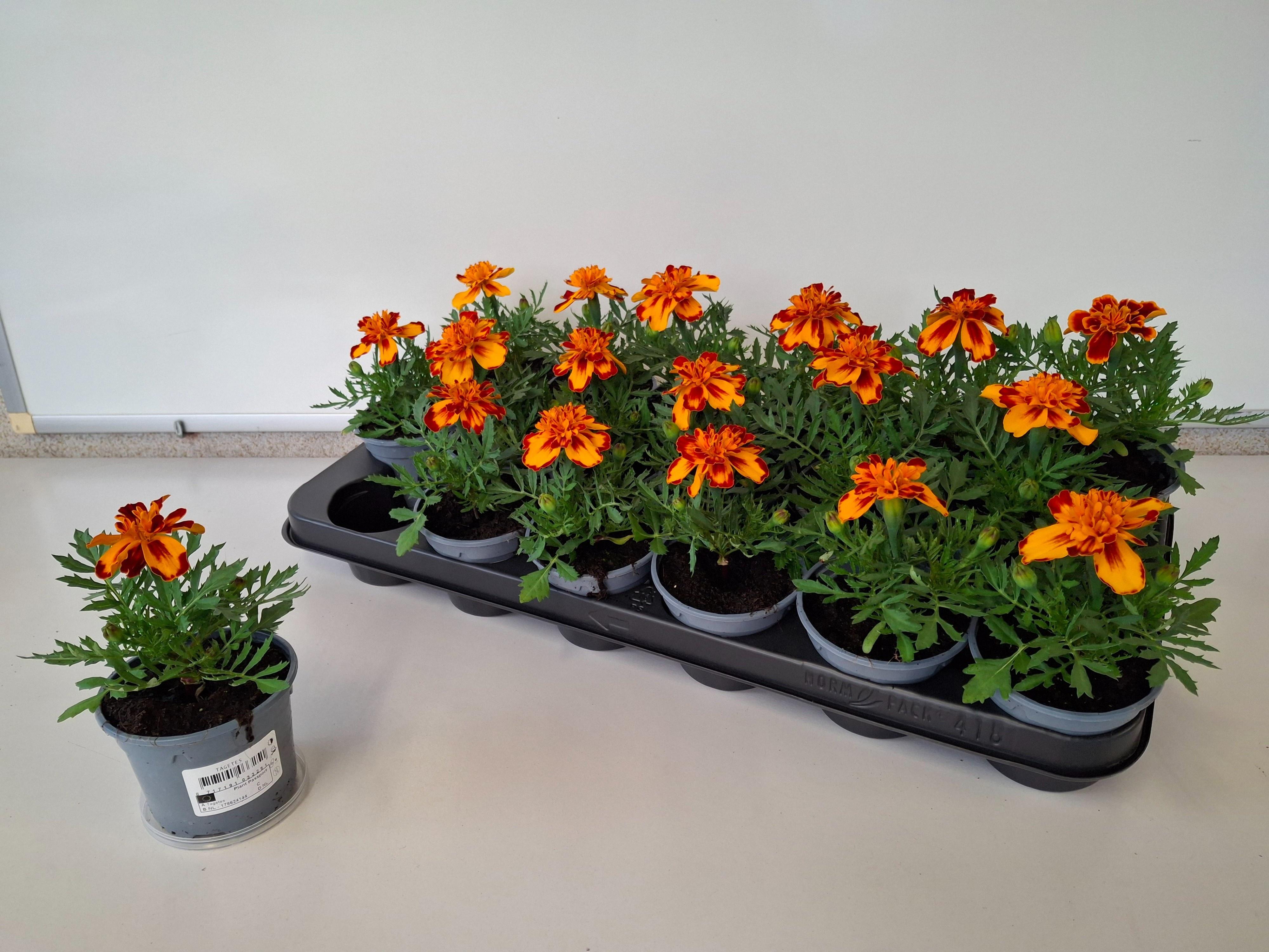 Горшечные цветы и растения оптом Tag Ov от 18шт (для телеги) из Голландии с доставкой по России