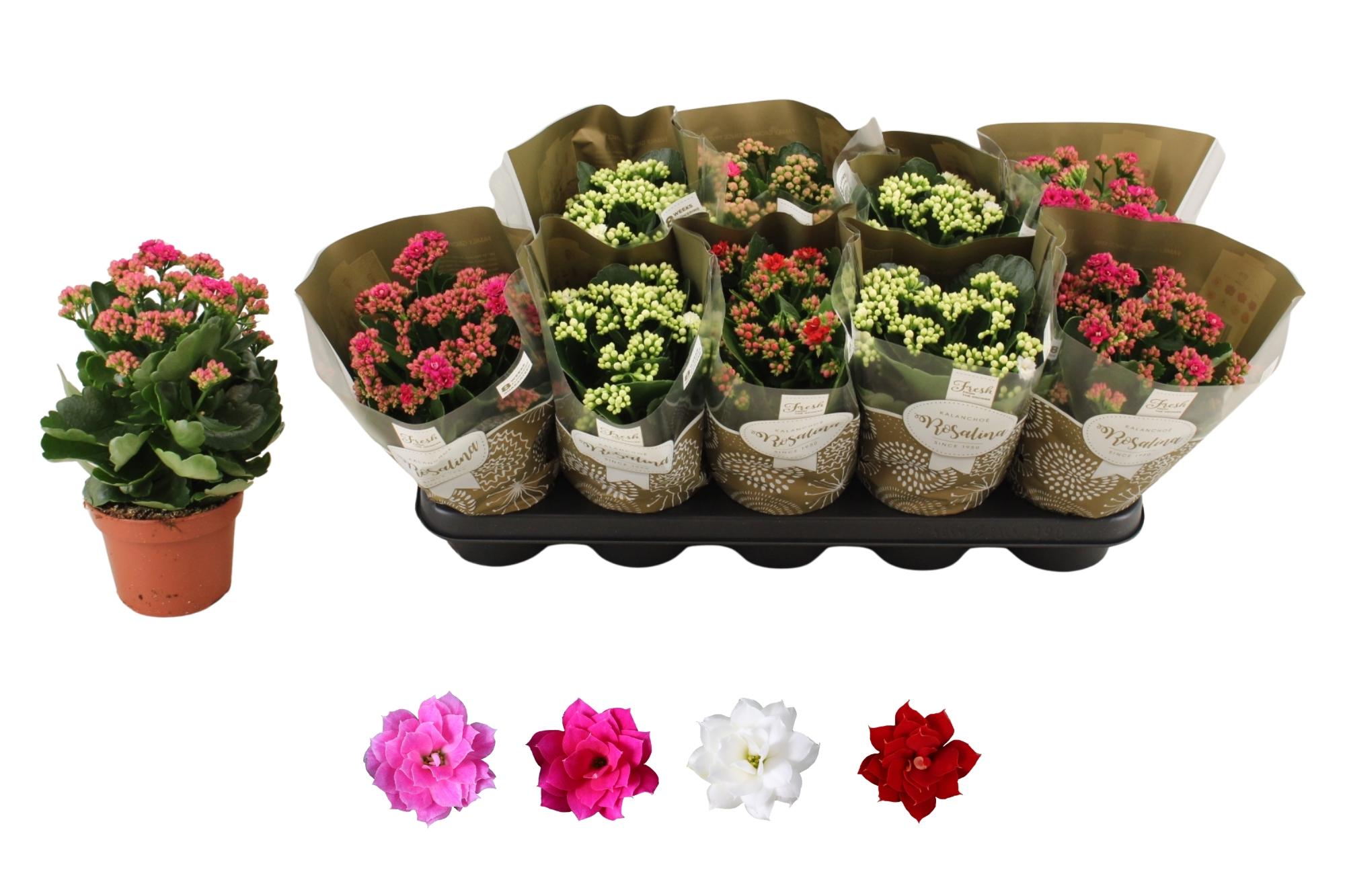 Горшечные цветы и растения оптом Kal Ge Ro Gem 4 Kl от 10шт из Голландии с доставкой по России