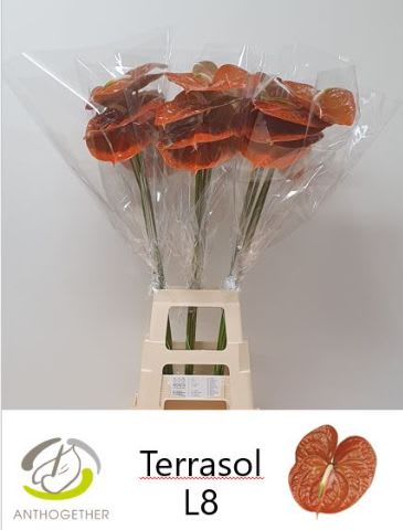 Срезанные цветы оптом Anthurium terrasol от 20шт из Голландии с доставкой по России