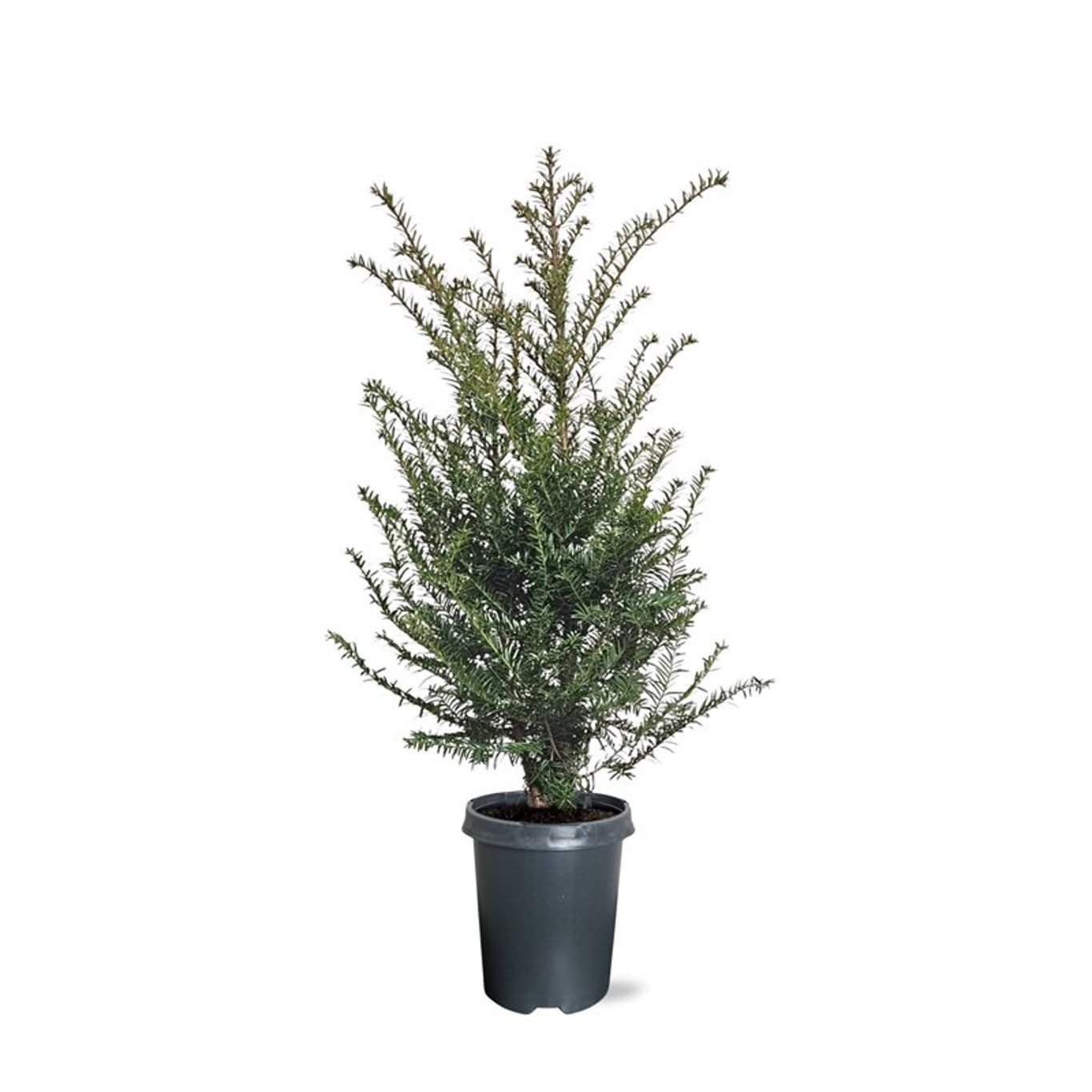 Горшечные цветы и растения оптом Taxus Baccata Bush от 1шт из Голландии с доставкой по России