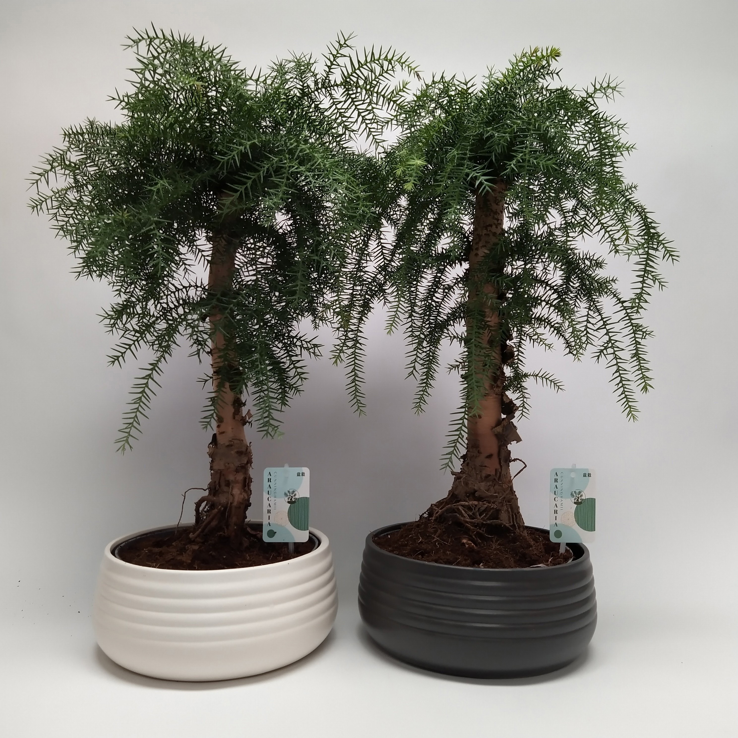 Горшечные цветы и растения оптом Araucaria Cunninghamii Bonsai Spiral от 2шт из Голландии с доставкой по России