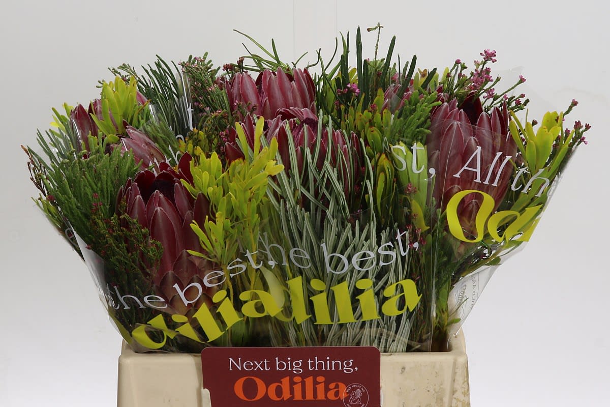 Срезанные цветы оптом Protea bq sharon от 10шт из Голландии с доставкой по России