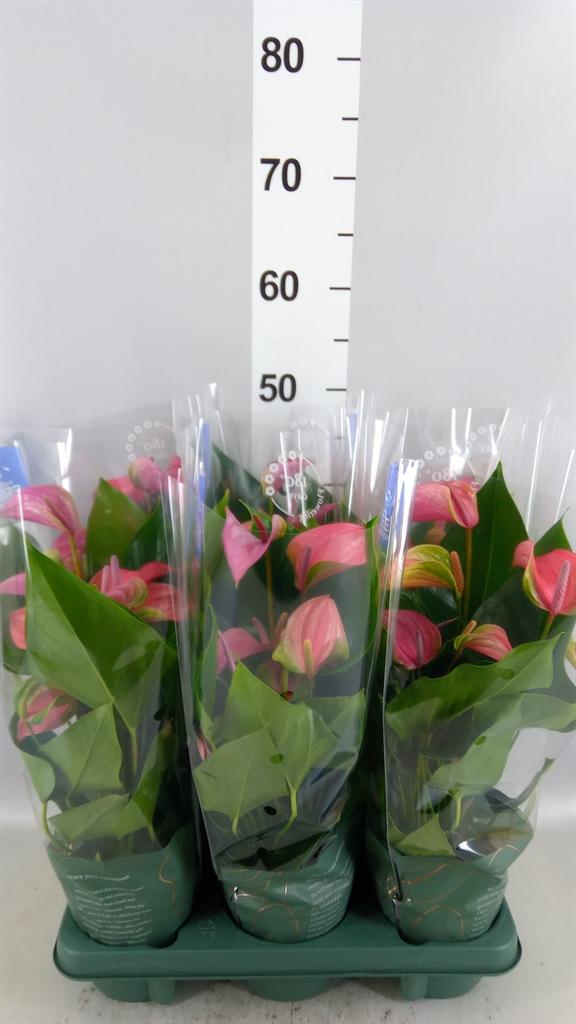 Горшечные цветы и растения оптом Anthurium Andr. joli от 6шт из Голландии с доставкой по России