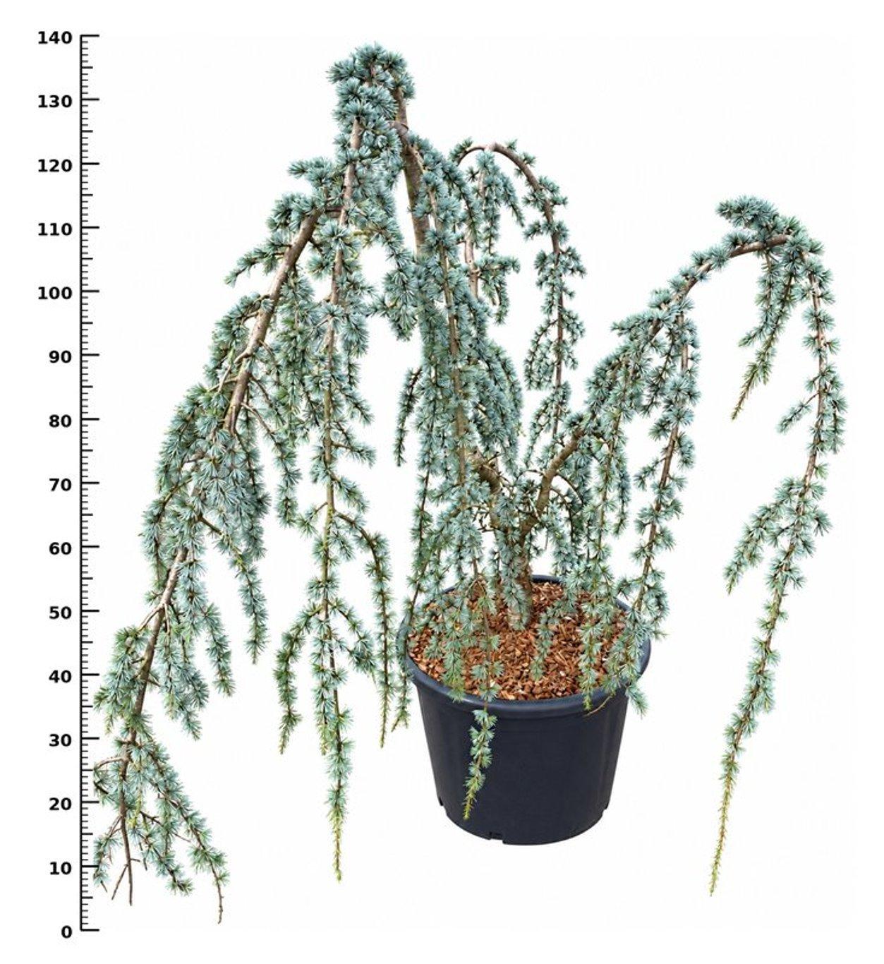 Горшечные цветы и растения оптом Cedrus Atl. glauca Pendula от 1шт из Голландии с доставкой по России
