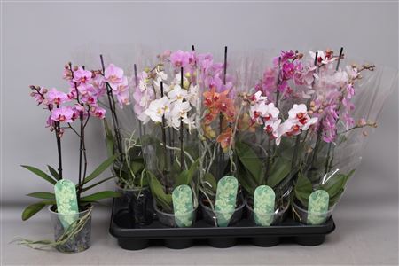 Горшечные цветы и растения оптом Phal Mf Gem 5 Kl 2 Branche 30+ Vert. от 10шт из Голландии с доставкой по России