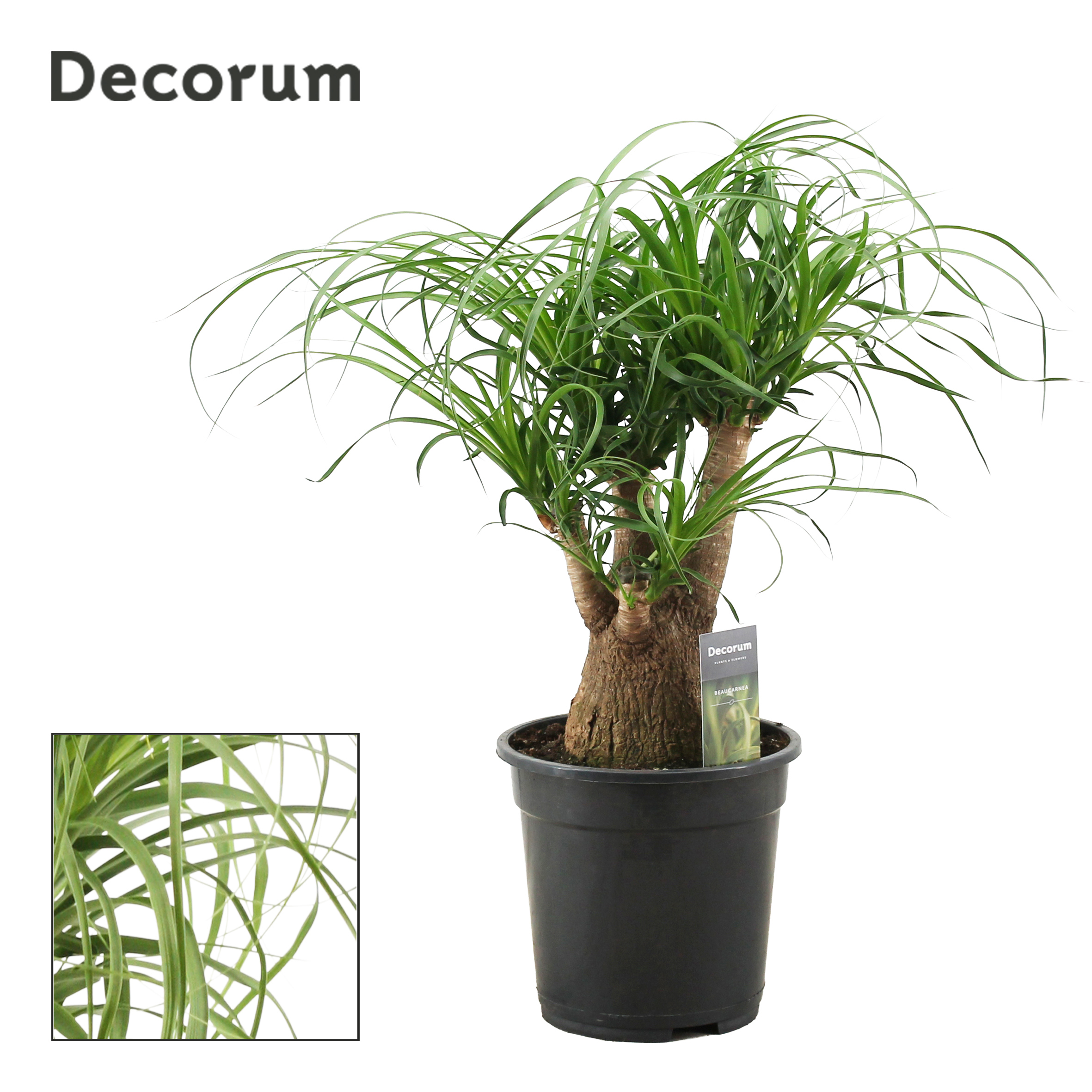 Горшечные цветы и растения оптом Beaucarnea Bol (decorum) от 1шт из Голландии с доставкой по России