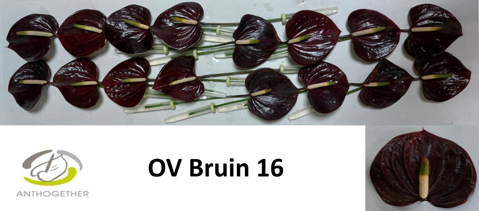 Срезанные цветы оптом Anthurium brown от 16шт из Голландии с доставкой по России