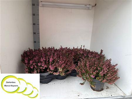 Горшечные цветы и растения оптом Eric Carnea от 8шт из Голландии с доставкой по России