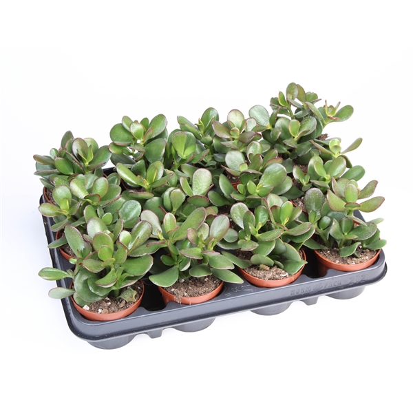 Горшечные цветы и растения оптом Crassula Ovata Sunset от 12шт из Голландии с доставкой по России