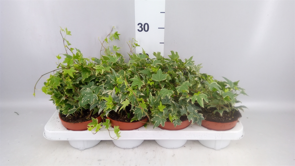 Горшечные цветы и растения оптом Hedera ...variegated от 8шт из Голландии с доставкой по России