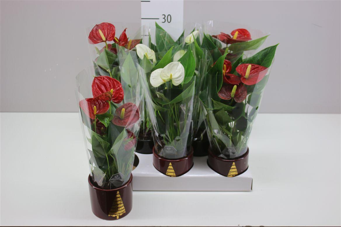 Горшечные цветы и растения оптом Anth An Gemengd Keramiek от 8шт (для телеги) из Голландии с доставкой по России