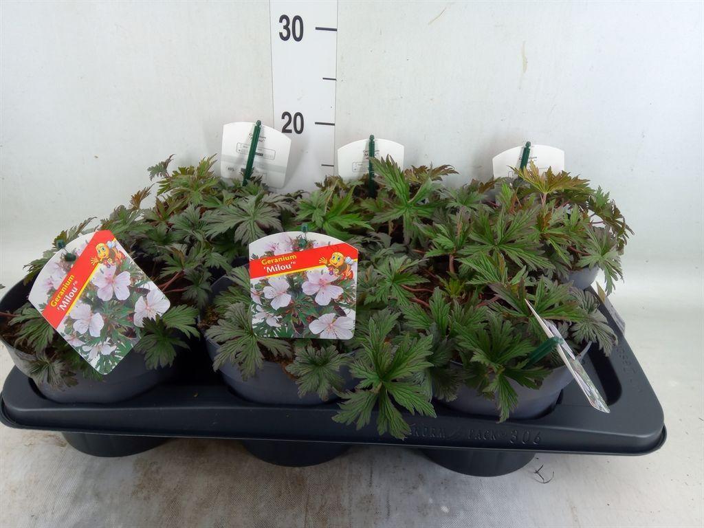 Горшечные цветы и растения оптом Geranium   ... от 6шт из Голландии с доставкой по России