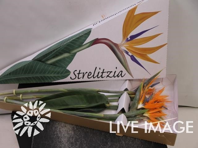 Срезанные цветы оптом Strelitzia triangle box от 6шт из Голландии с доставкой по России