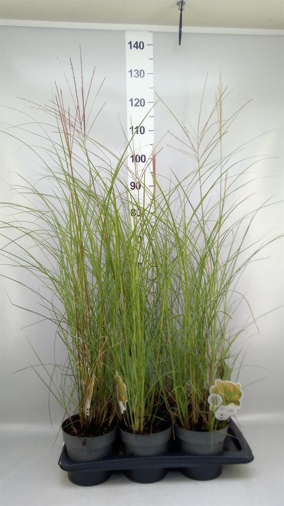 Горшечные цветы и растения оптом Miscanthus Sin. kleine Silber от 6шт из Голландии с доставкой по России