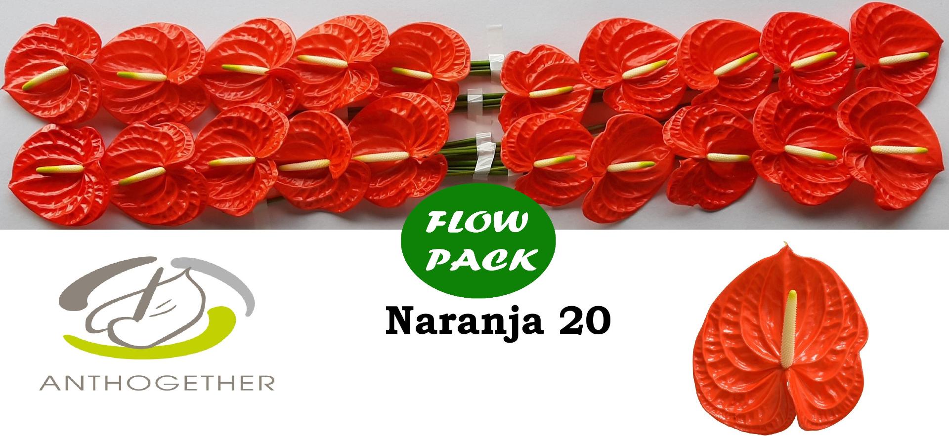 Срезанные цветы оптом Anthurium naranja от 20шт из Голландии с доставкой по России