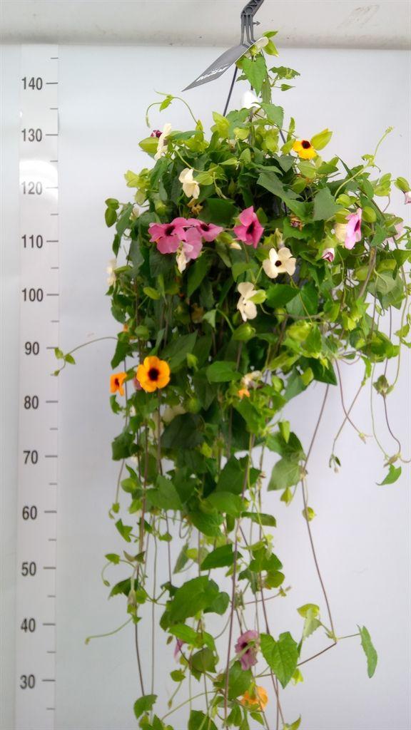 Горшечные цветы и растения оптом Thunbergia   ...mix 3 от 1шт из Голландии с доставкой по России