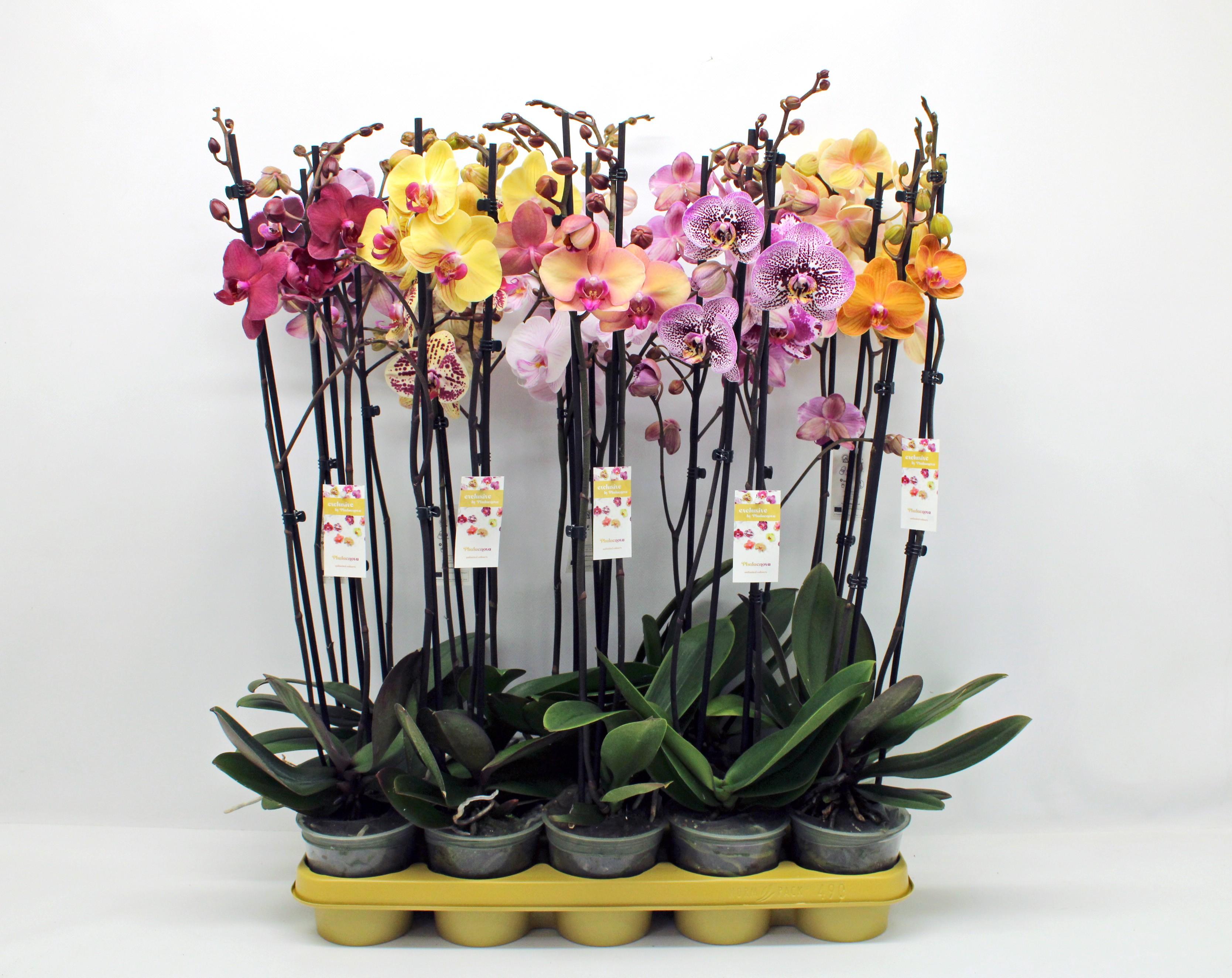 Горшечные цветы и растения оптом Phal 2st Mix 16+ (phalaenova) от 10шт из Голландии с доставкой по России