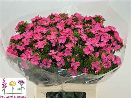 Срезанные цветы оптом Dianthus br sweet will pink от 50шт из Голландии с доставкой по России