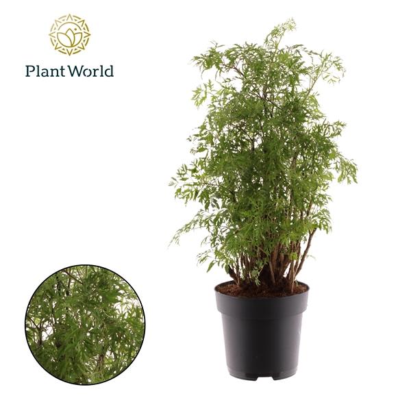 Горшечные цветы и растения оптом Polyscias Hawaiiana Ming Branched (decorum) от 1шт из Голландии с доставкой по России