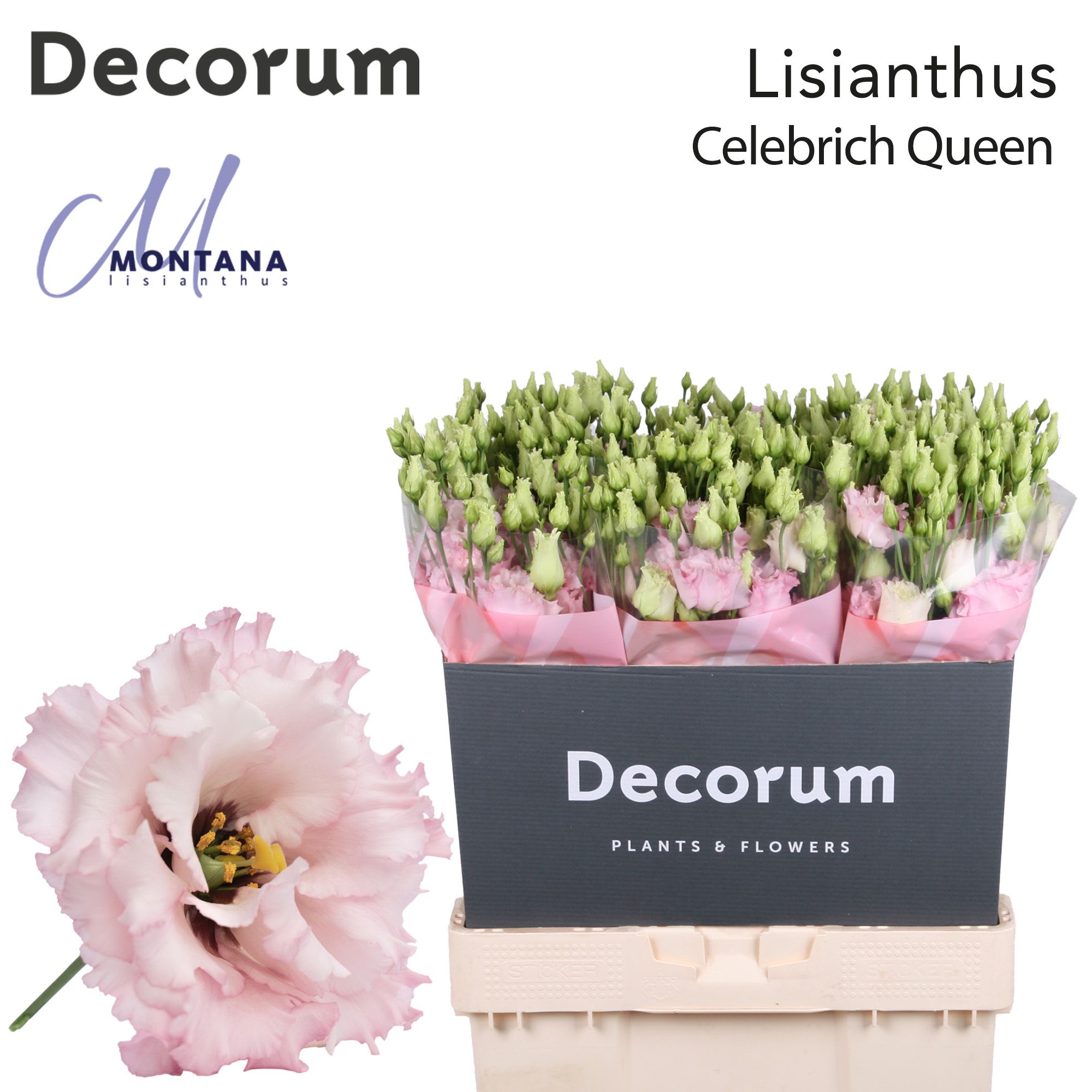 Срезанные цветы оптом Lisianthus do celeb queen от 60шт из Голландии с доставкой по России
