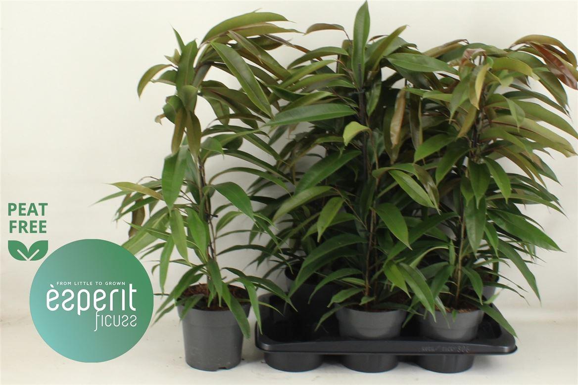 Горшечные цветы и растения оптом Ficus Bin Amstel King от 6шт из Голландии с доставкой по России