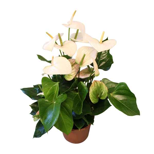 Горшечные цветы и растения оптом Anth An Aloha White 6+ от 6шт из Голландии с доставкой по России