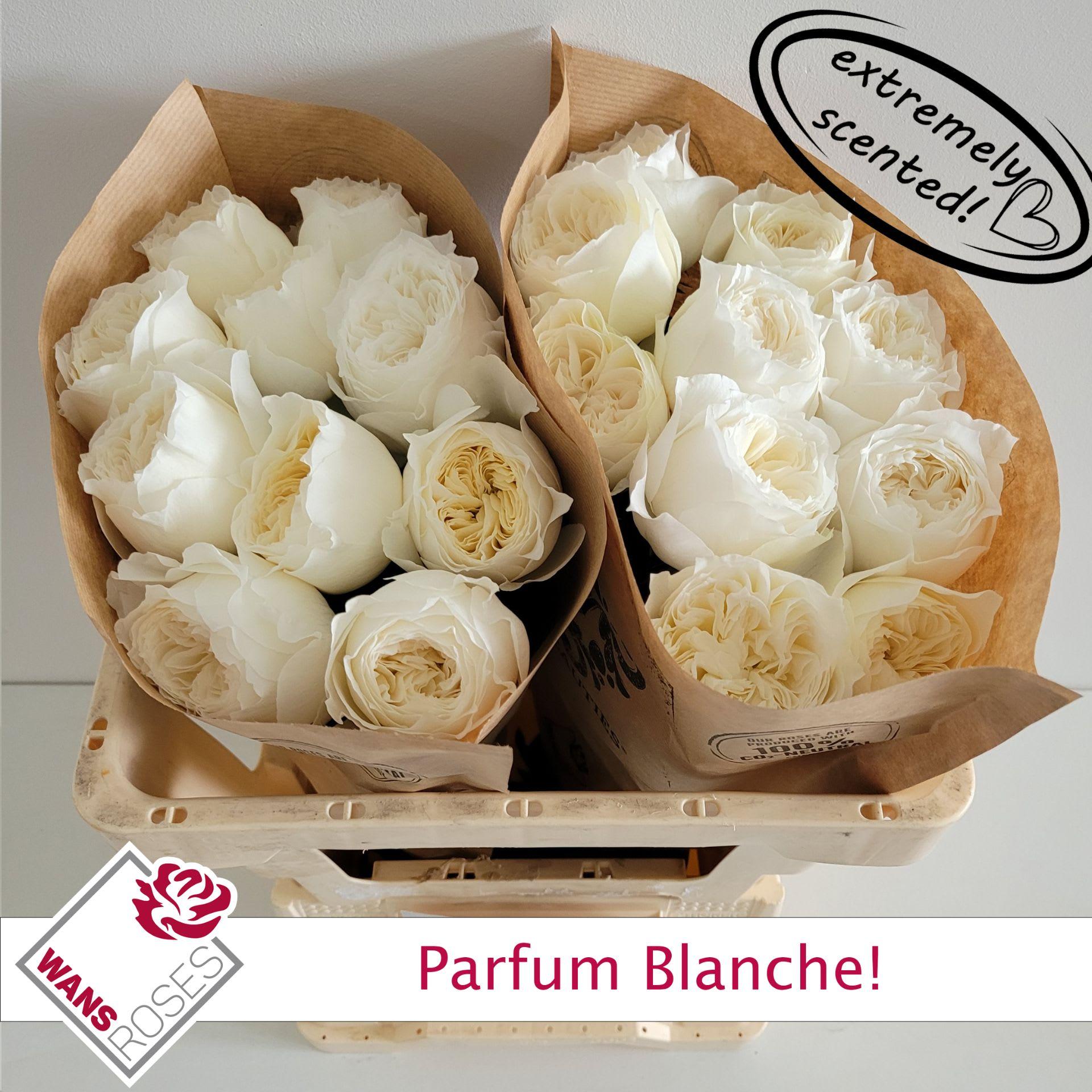 Срезанные цветы оптом Rosa garden parfum blanche! от 20шт из Голландии с доставкой по России
