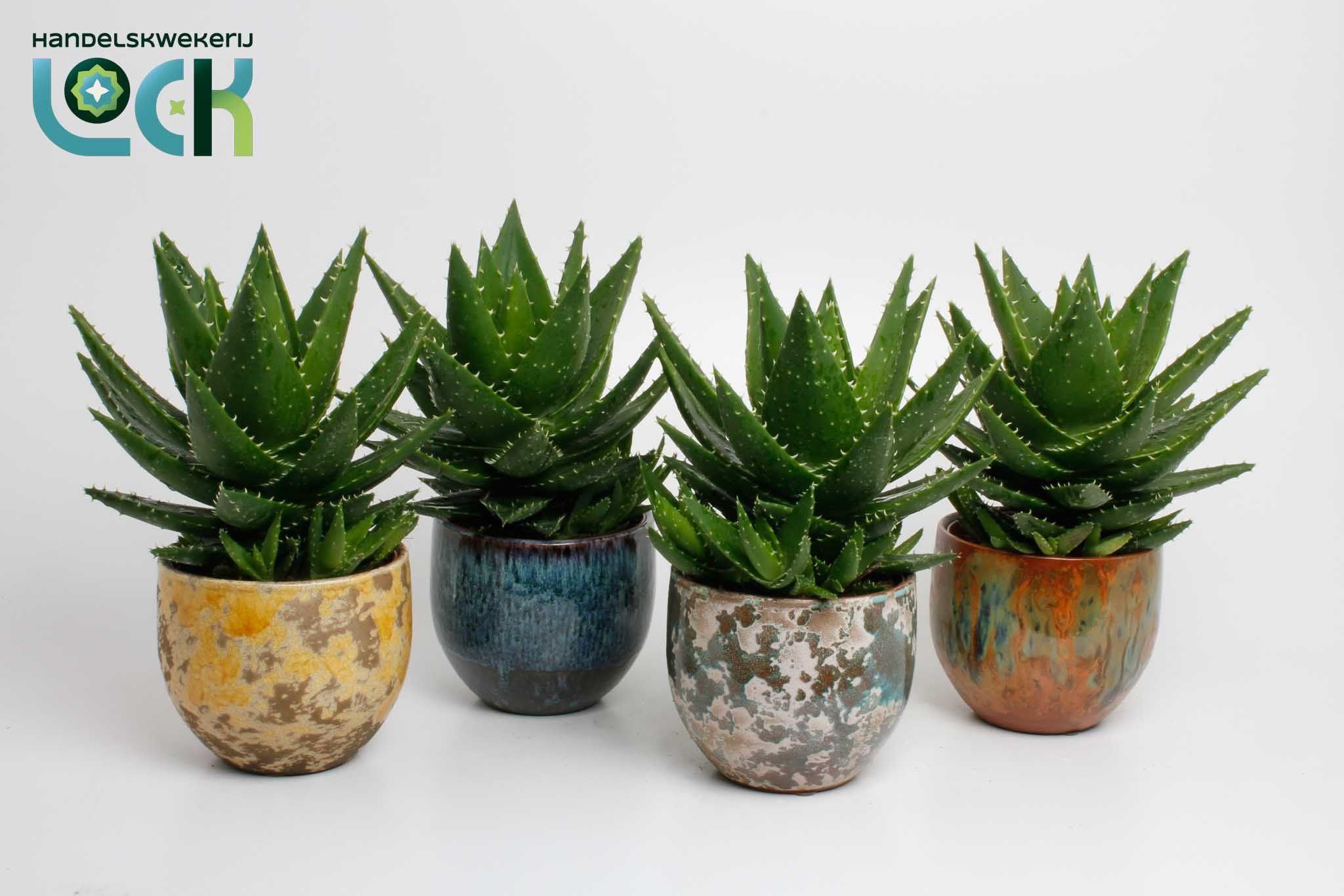 Горшечные цветы и растения оптом Aloe Ov от 3шт из Голландии с доставкой по России