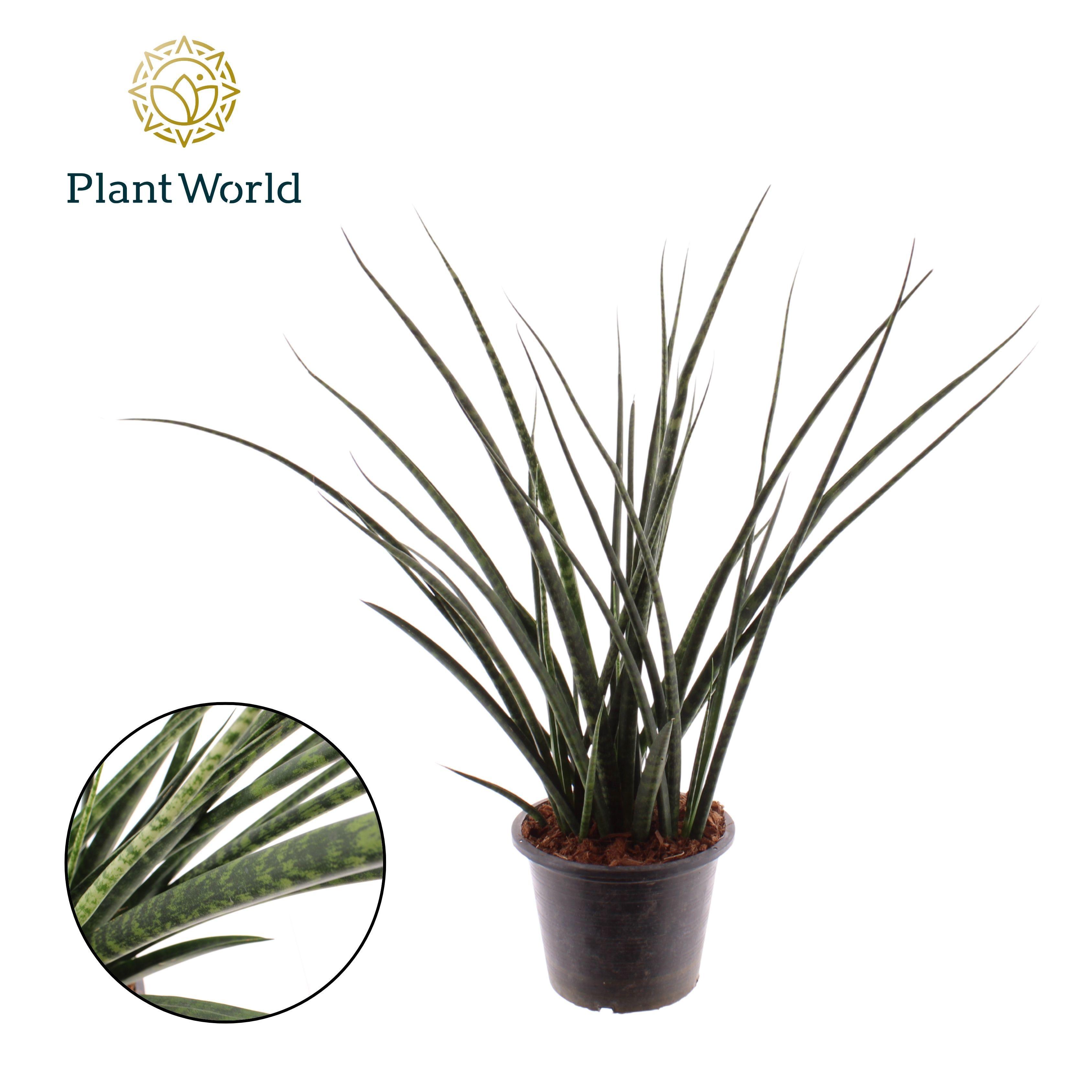 Горшечные цветы и растения оптом Sansevieria Fernwood от 5шт из Голландии с доставкой по России