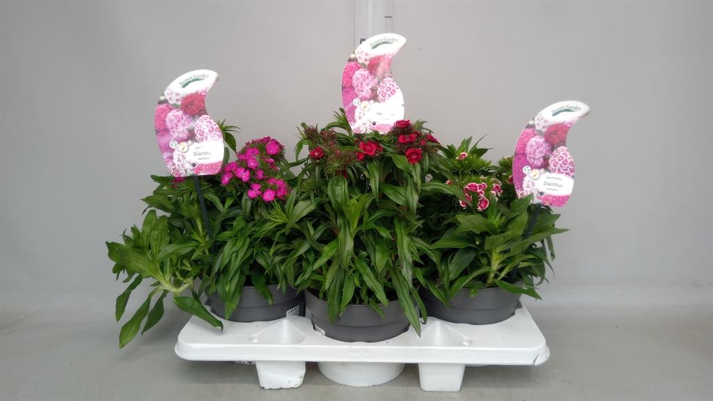 Горшечные цветы и растения оптом Dianthus Barb. от 3шт из Голландии с доставкой по России