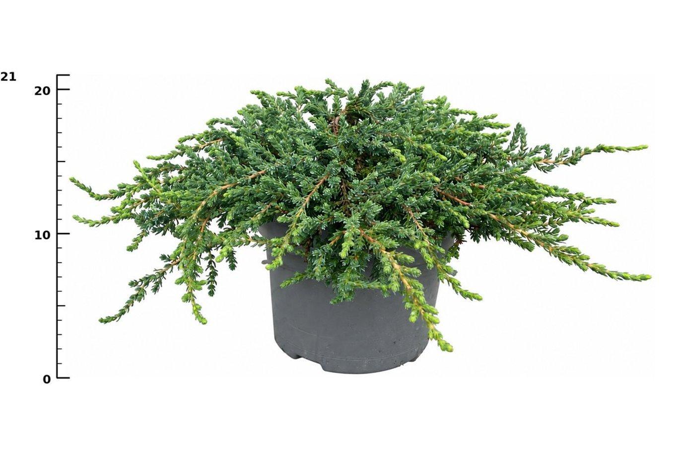 Горшечные цветы и растения оптом Juniperus Communis ristol от 1шт из Голландии с доставкой по России
