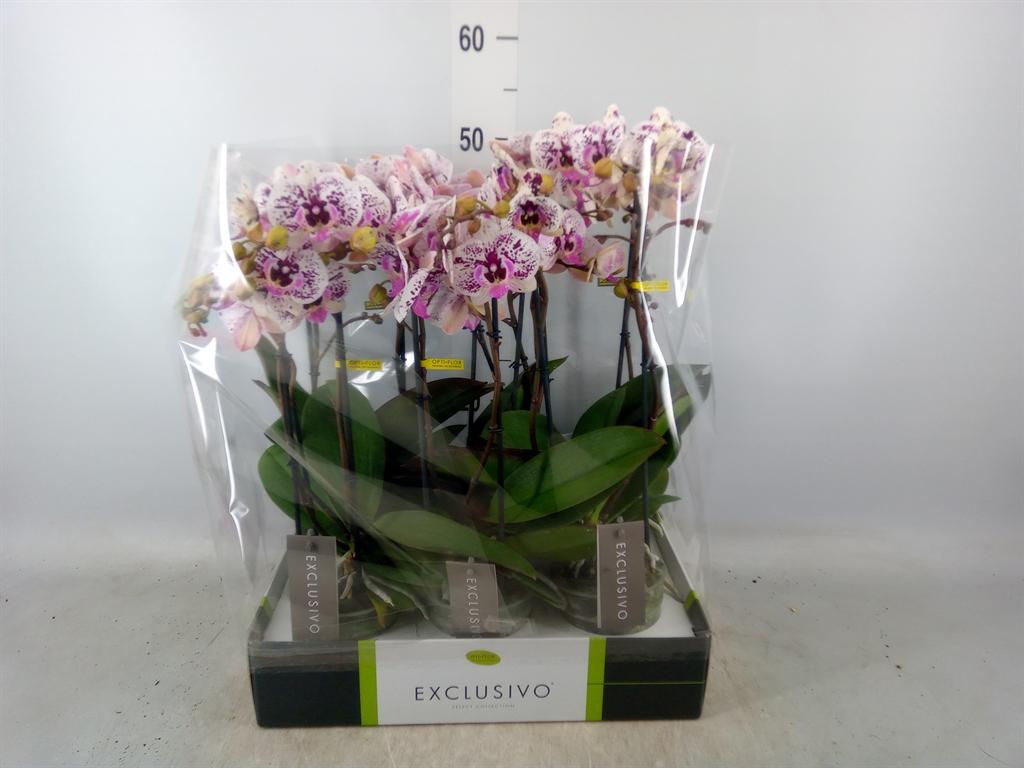 Горшечные цветы и растения оптом Phalaenopsis Multi.   ... от 6шт из Голландии с доставкой по России