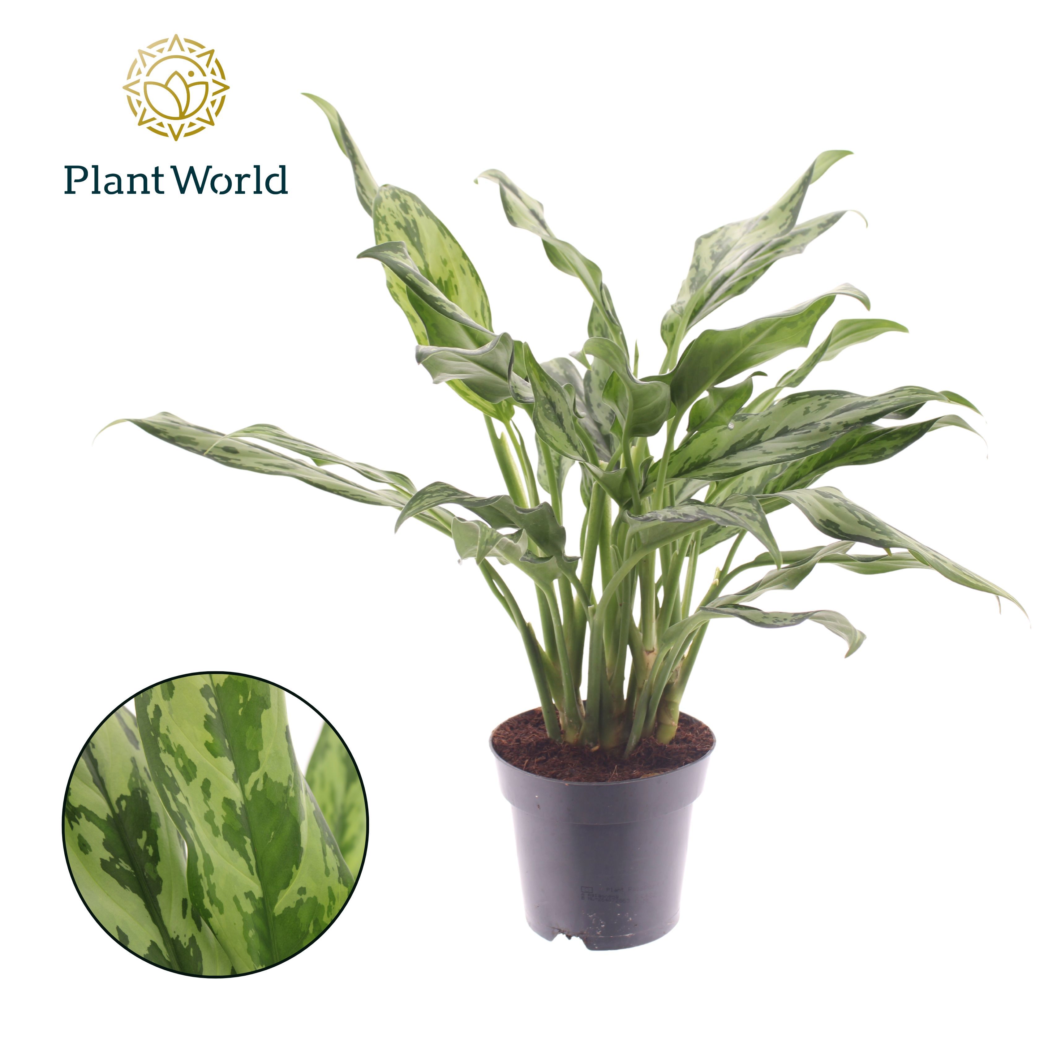 Горшечные цветы и растения оптом Aglaonema Juliette от 7шт из Голландии с доставкой по России