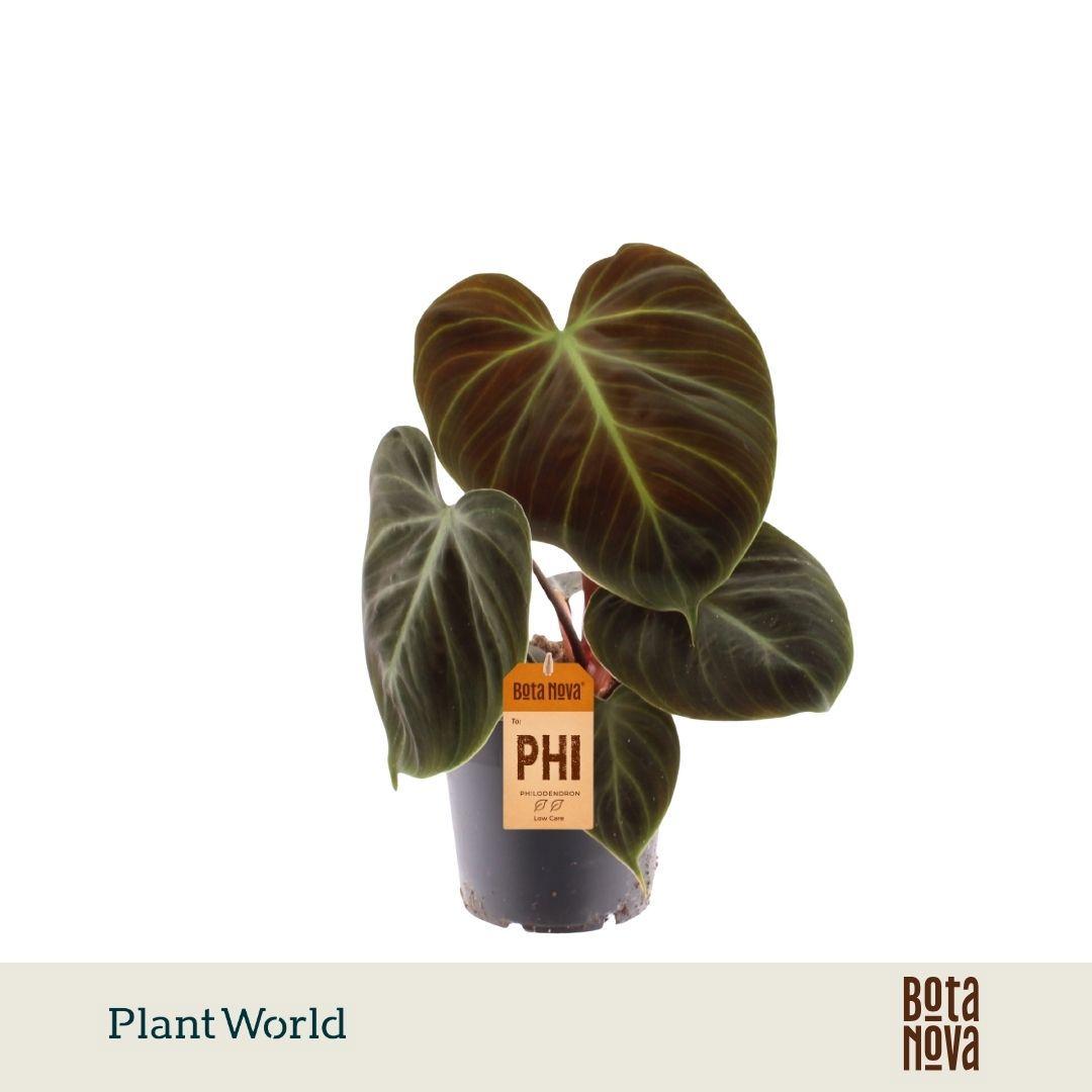 Горшечные цветы и растения оптом Philodendron Choco Red от 10шт из Голландии с доставкой по России