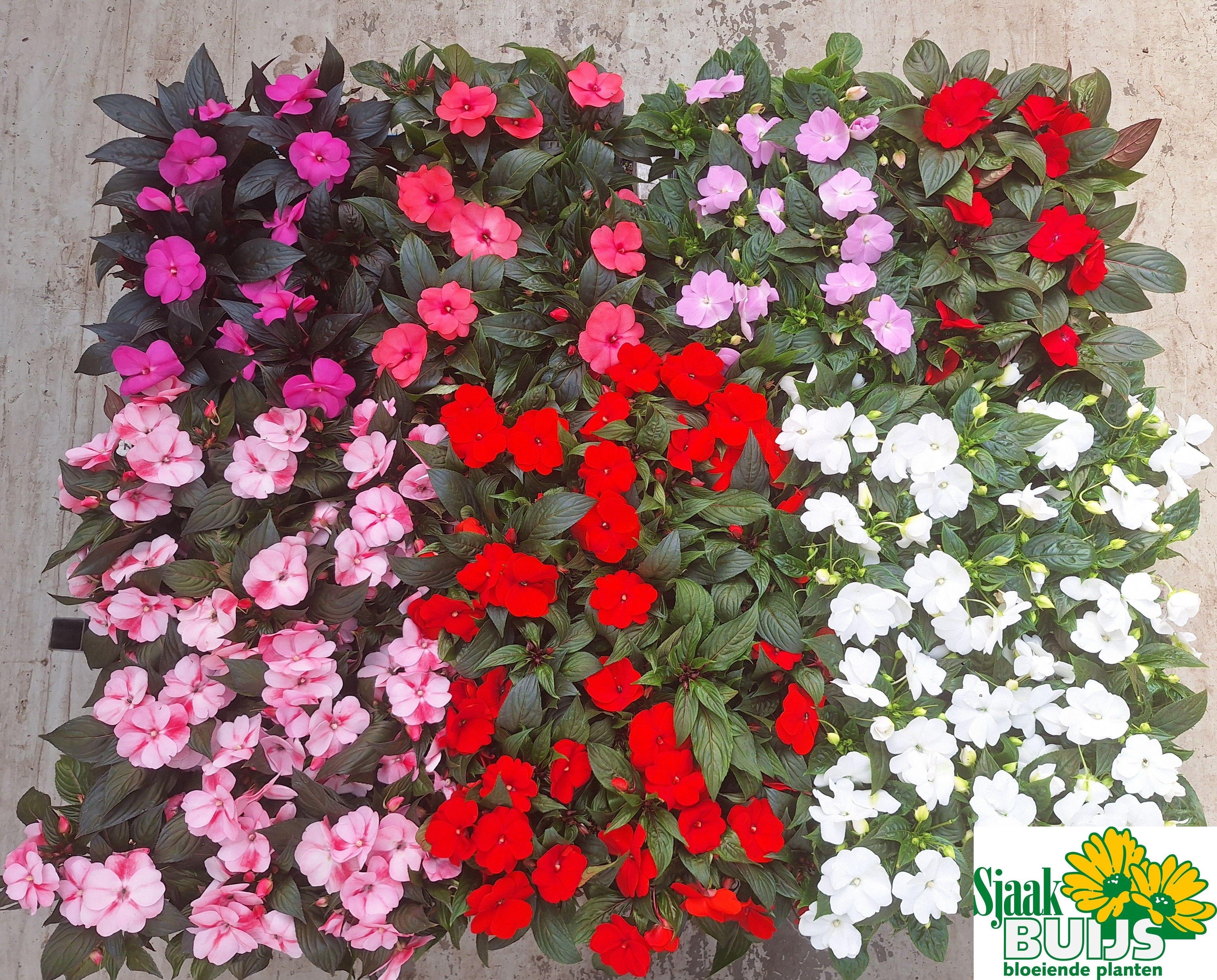 Горшечные цветы и растения оптом Impat Ng Gem 6 Kl от 6шт из Голландии с доставкой по России