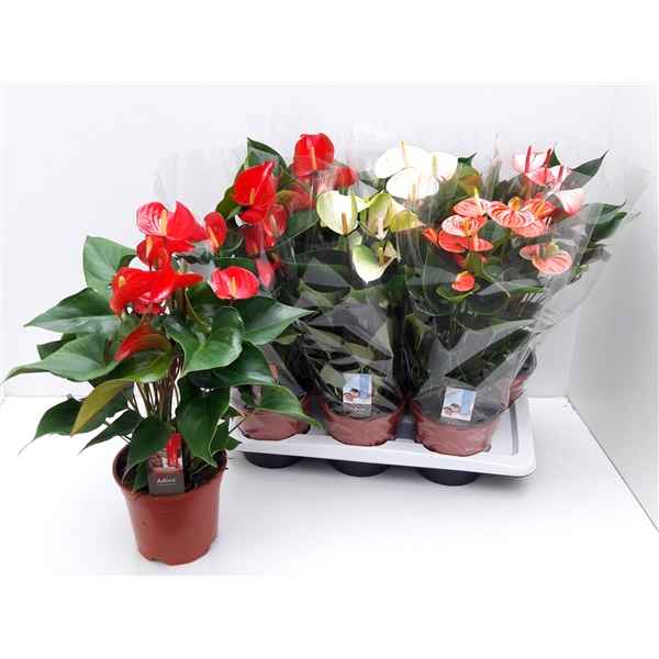 Горшечные цветы и растения оптом Anth An Mix Florist 6+ от 6шт из Голландии с доставкой по России