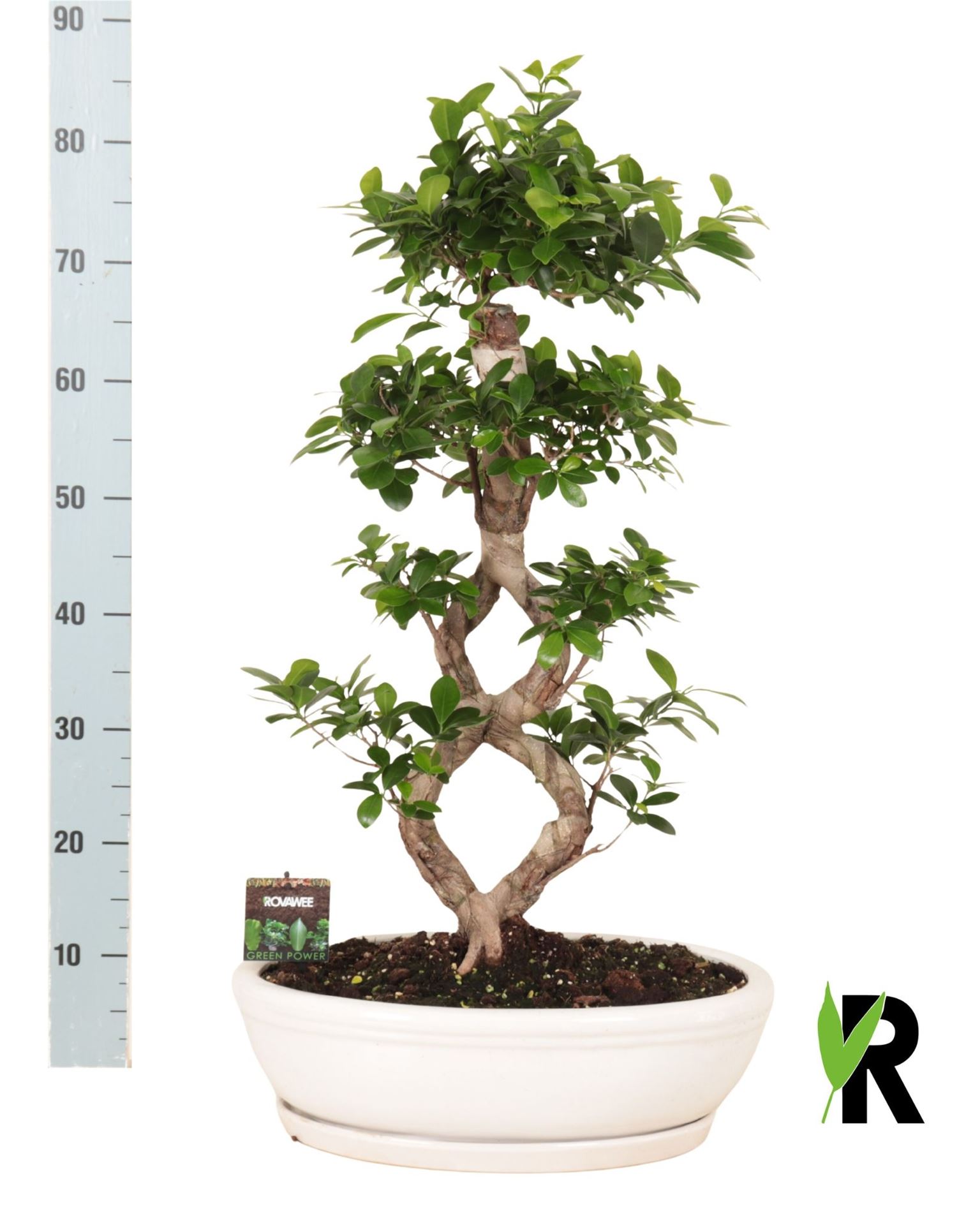 Горшечные цветы и растения оптом Ficus Micr. S-type от 1шт из Голландии с доставкой по России