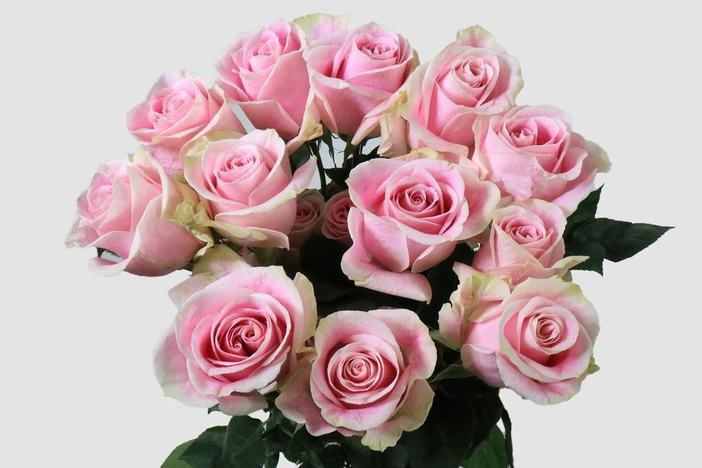 Срезанные цветы оптом Rosa ec rosita vendela от 50шт из Голландии с доставкой по России