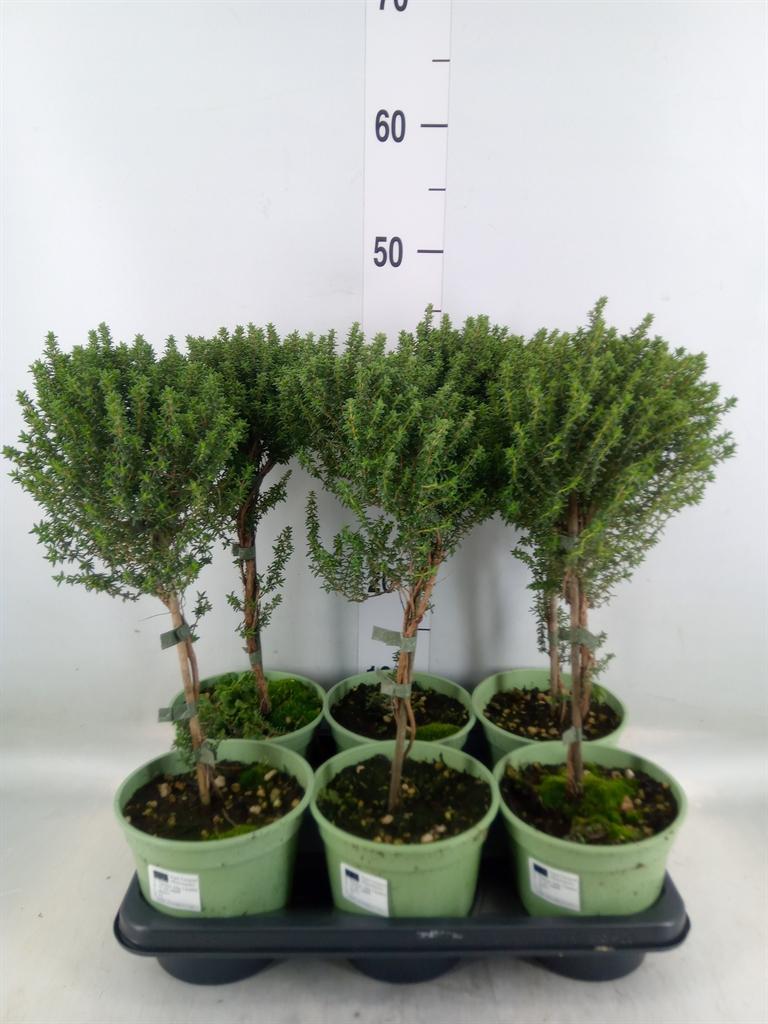 Горшечные цветы и растения оптом Thymus Vulgaris от 6шт из Голландии с доставкой по России