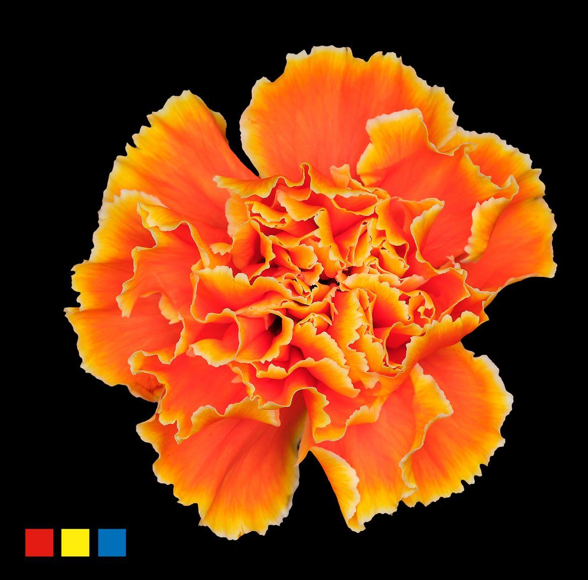 Срезанные цветы оптом Dianthus st paint sunset от 80шт из Голландии с доставкой по России
