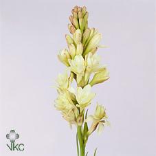 Срезанные цветы оптом Polianthes tuberosa от 80шт из Голландии с доставкой по России