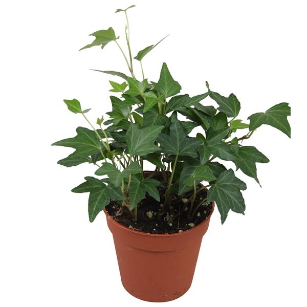 Горшечные цветы и растения оптом Hedera Helix Diny от 18шт (для телеги) из Голландии с доставкой по России