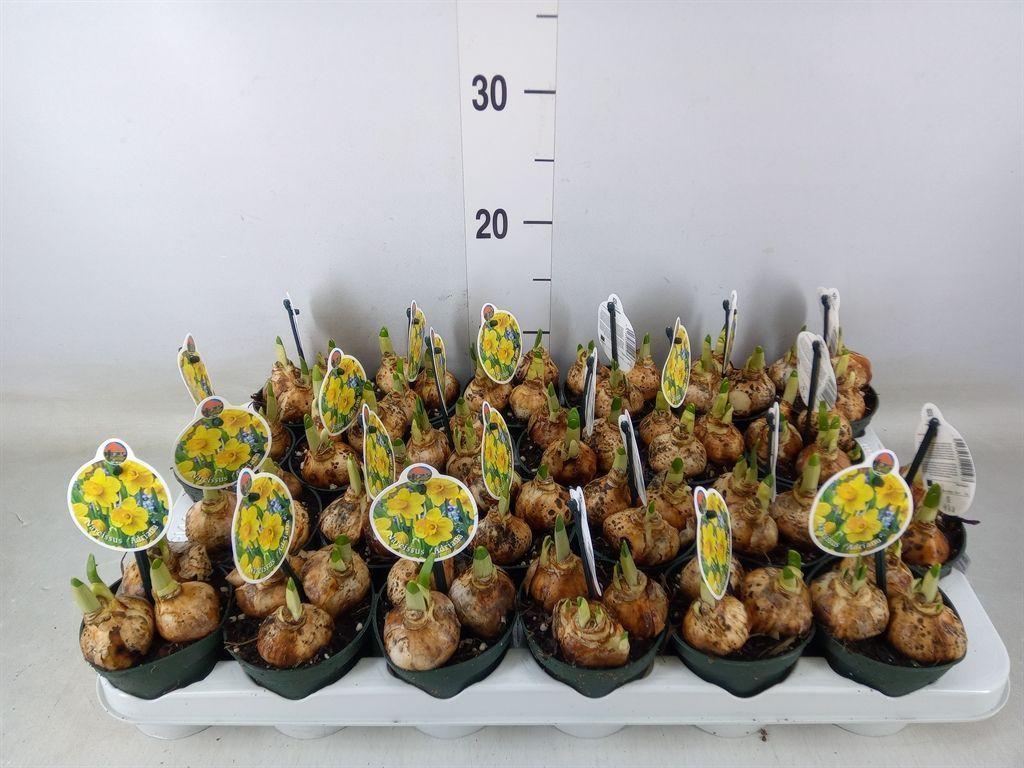 Горшечные цветы и растения оптом Narcissus   ... от 24шт (для телеги) из Голландии с доставкой по России