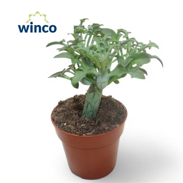 Горшечные цветы и растения оптом Senecio Articulatus от 18шт (для телеги) из Голландии с доставкой по России