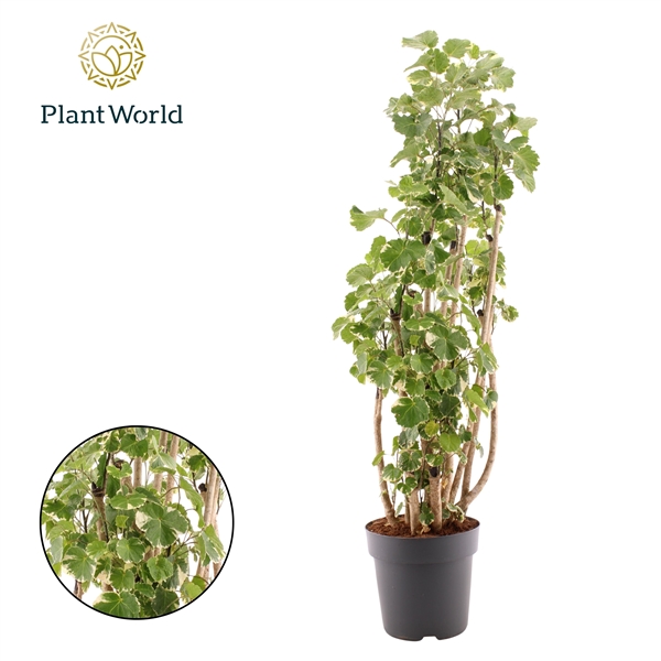 Горшечные цветы и растения оптом Polyscias Balfouriana Branched (dec) от 1шт из Голландии с доставкой по России