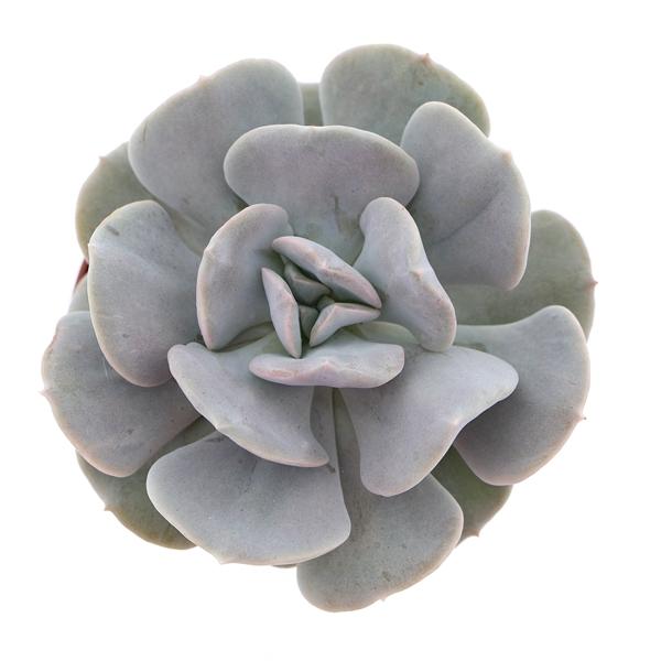 Горшечные цветы и растения оптом Echeveria Quebec от 12шт (для телеги) из Голландии с доставкой по России