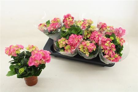 Горшечные цветы и растения оптом Hydrangea Ma Pink 3+ от 8шт из Голландии с доставкой по России