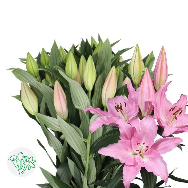 Срезанные цветы оптом Lilium or catemaco от 40шт из Голландии с доставкой по России