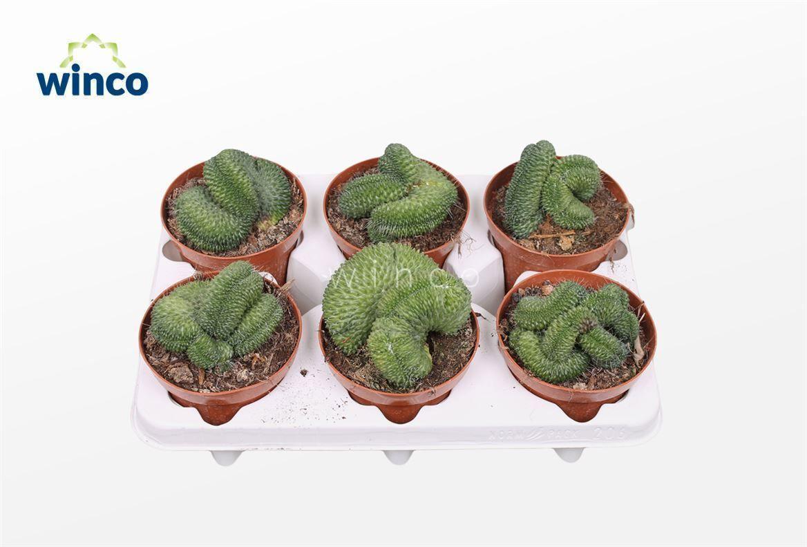 Горшечные цветы и растения оптом Mammillaria Un Pico Cristata от 6шт из Голландии с доставкой по России